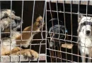 Primăria Râmnicului va marca Ziua Internațională a Animalelor fără Stăpân printr-un târg de adopții de câini